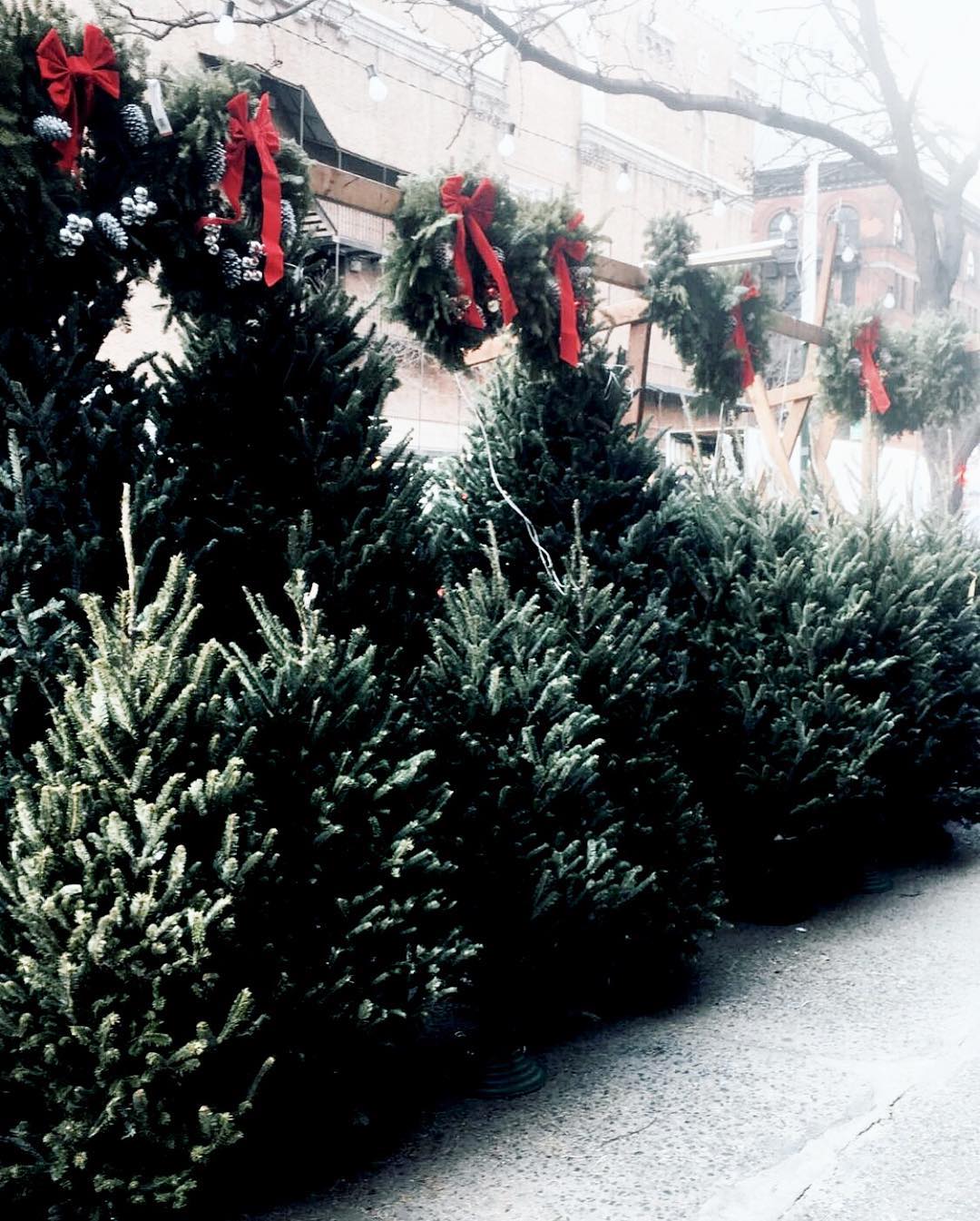 NYC A weekend recap of everything we did, Christmas trees...